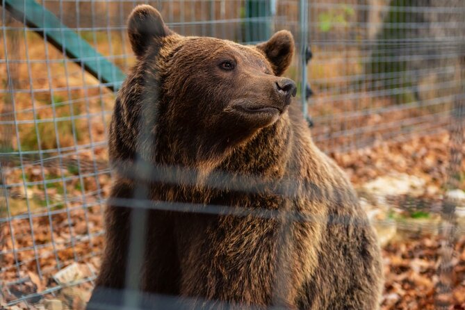 Legends&Wildlife Awaits: Dracula's Castle & Bear Sanctuary - Is $224.76 a fair price?