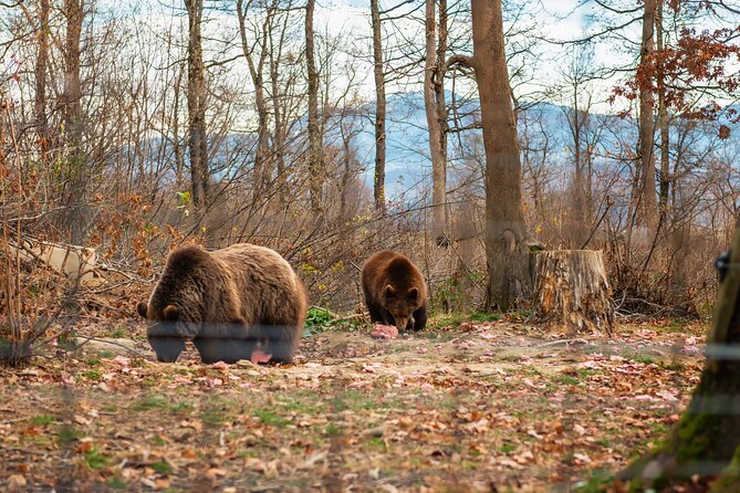 Legends&Wildlife Awaits: Dracula's Castle & Bear Sanctuary - Should you book it?