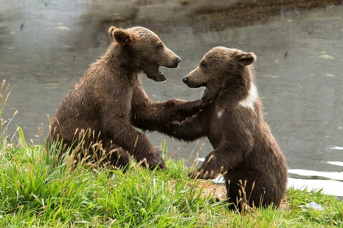 Libearty Bear Sanctuary and Dracula's Castle - Day Tour from Bucharest - What the drive from Bucharest is really like