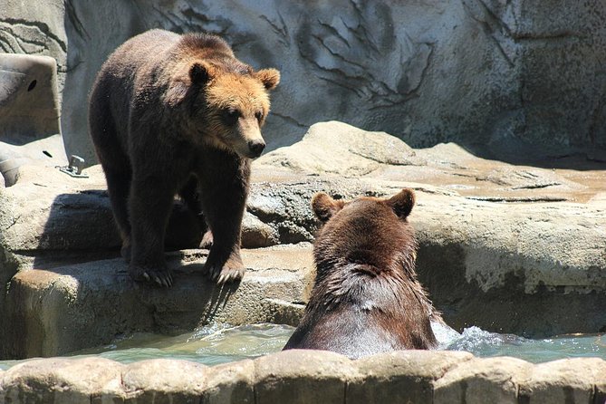 LiBEARty Brown Bear Sanctuary and the most important castles from Romania - Why this makes a strong Bucharest day trip