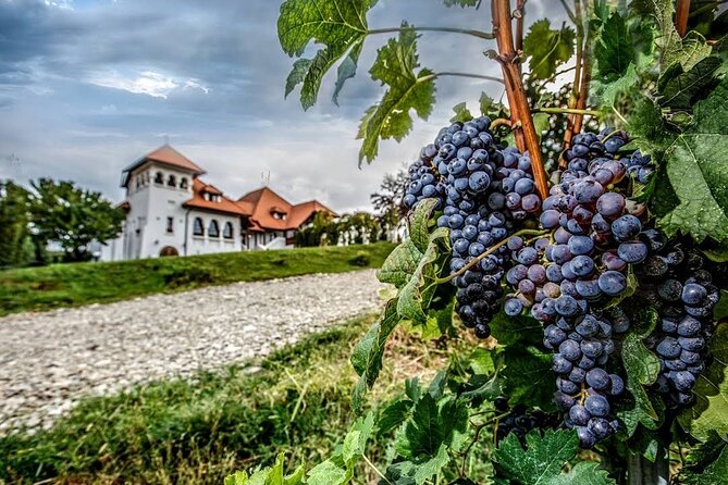 Private Tour to Salt Mine, Lunch at Winery and Dracula Grave - Lunch with vineyard views at Casa Seciu
