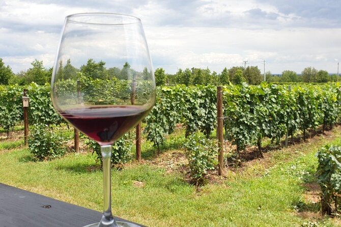 Private Wine Tasting in Cellar and the Winemaking process - The real cost of the day