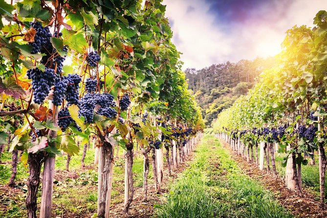 Romanian Wine Tasting - Budureasca Winery: learn the manners of tasting