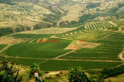 Salt Mine , Lunch at Winery & Dracula Grave – Private Tour