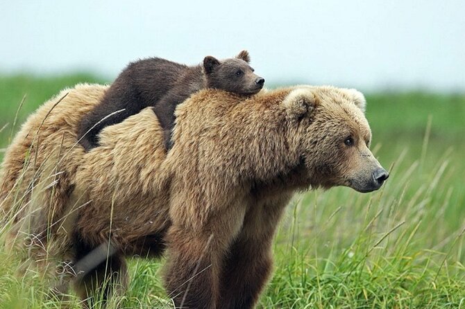 Small-group max 7 - Top Gear Road - Transfăgărăşan Highway - Brown bears can make the day unforgettable