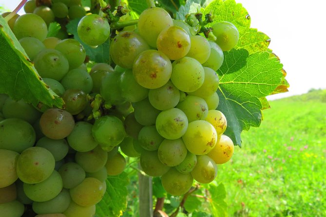 The wine route by bike - A short ride to Crama Serve Ceptura