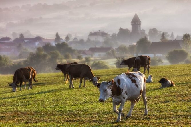 Transfer Bucharest -Brasov with Targoviste and Bran Castle visits - Guide style and the value of personal attention
